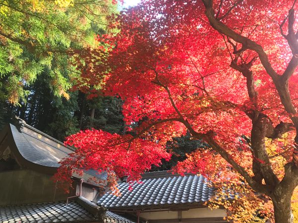 Kyoto Walking Tour Autumn